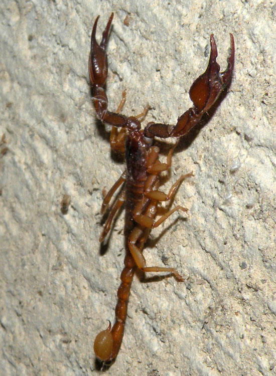 Euscorpius aquilejensis